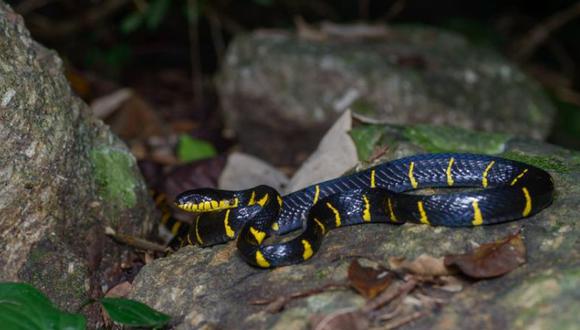El veneno de las serpientes de mangle puede causar hinchazón dolorosa y decoloración de la piel. (Foto: Thai National Parks)