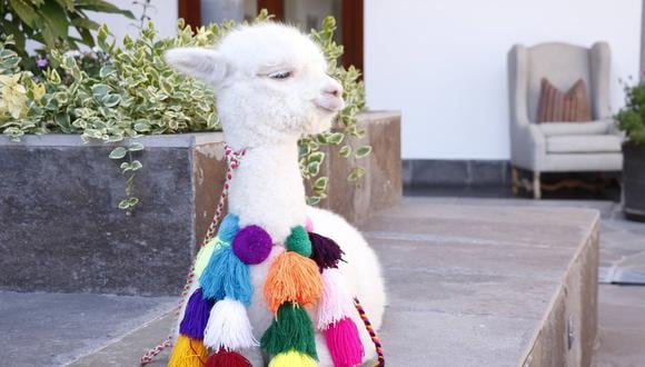 Panchita, una de las alpacas que podrás conocer en tu recorrido.