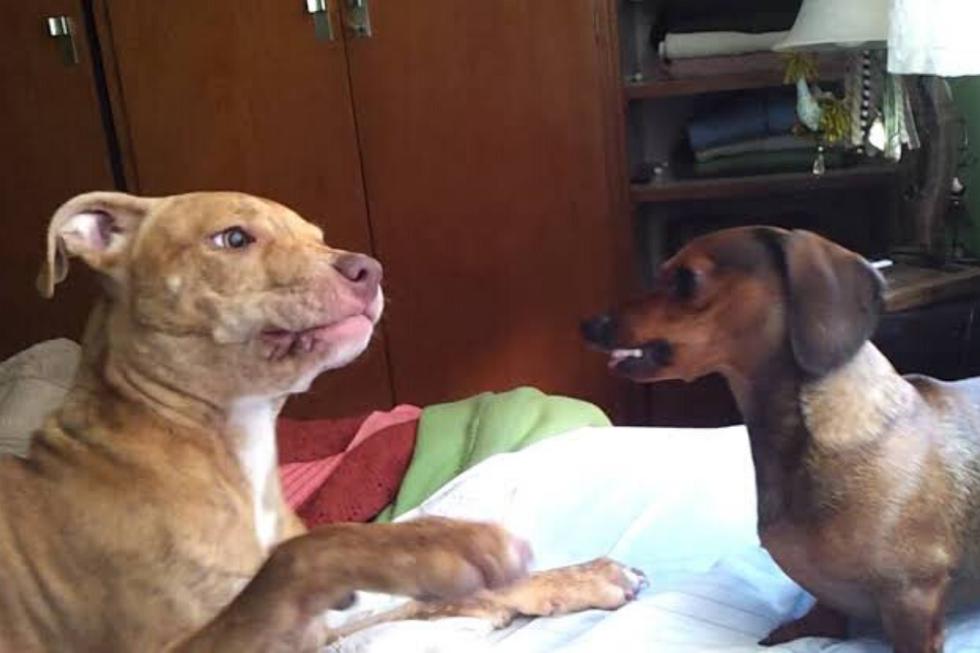 La cría de un pitbull con una perrita salchicha acaparó la atención de las redes sociales por su peculiar apariencia. (Foto: Pinterest)