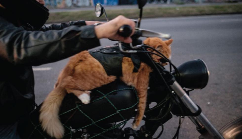 Río de Janeiro: Conoce a Chiquinho, el gato brasileño que se pasean en moto (AFP)
