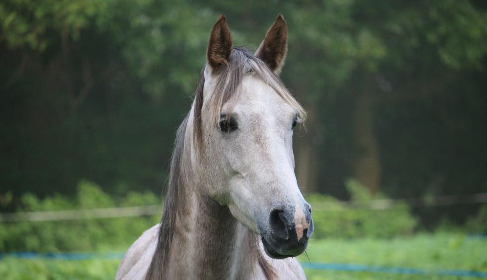 El caballo demostró ser un gran compañero de aventuras y se comportó amable en todo momento. (Foto: Pixabay)
