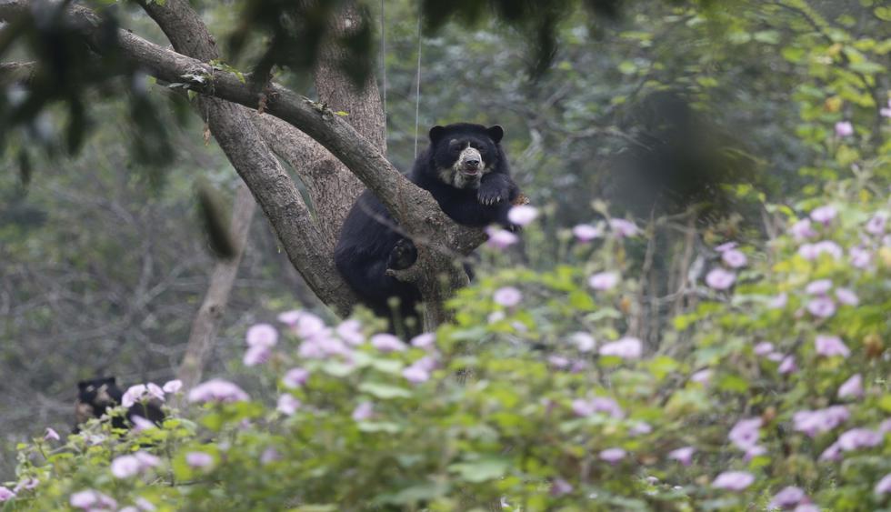 El oso de anteojos tiene como hábitad esta reserva natural. (Foto: USI)&nbsp;