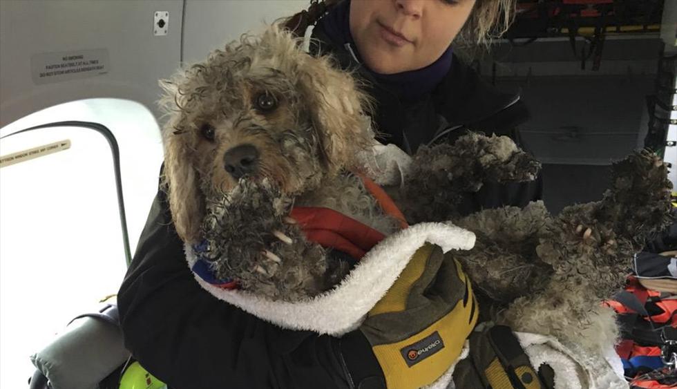 Un helicóptero rescató a Ben, un perro perdido en una zona montañosa de Escocia. La historia es popular en Facebook. (@MCA)