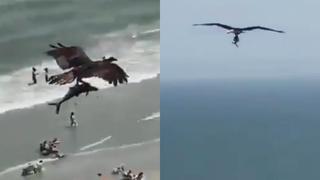 El impactante momento en que un águila atrapa a un tiburón y se lo lleva volando se hace viral