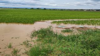 Más de 3 mil hectáreas de plátano y arroz continúan inundadas por desborde de río Tumbes