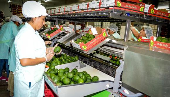 Comex Perú: Exportaciones de palta siguen aumentando. (USI)