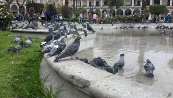 Municipalidad de Arequipa multará con S/.962 a aquellas personas que alimenten palomas. (HBA Noticias)
