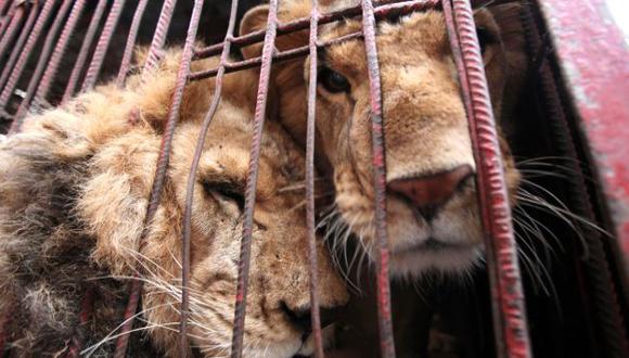 Muchos animales sufren maltratos en circos y otros espectáculos. (USI)