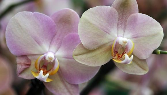 Perú cuenta con el 10% de la cantidad de orquídeas en el mundo, según Andina. (gettyimages)