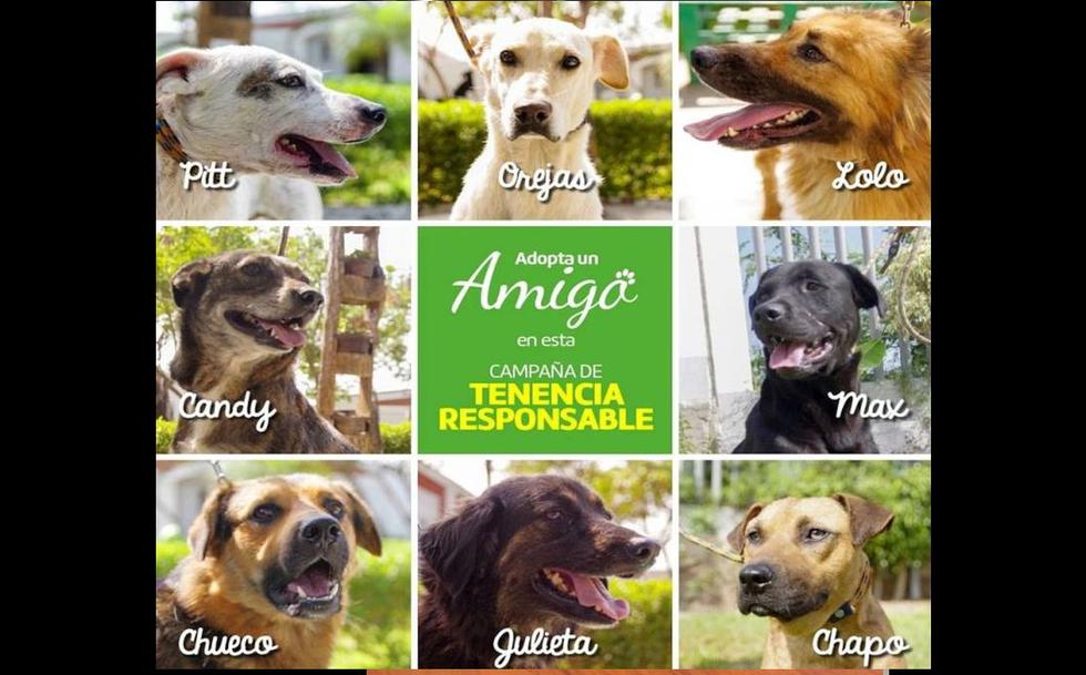 Este domingo se realizará la campaña de adopción de perros. (Municipalidad de Surco)