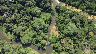 Detectan apertura de caminos en bosques amazónicos durante 2021 que impactaron en la deforestación