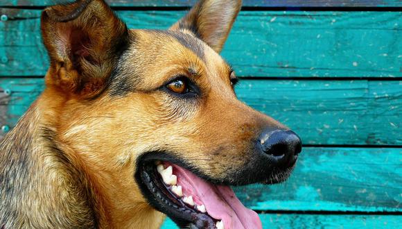 Dientes de perro (Foto:Pixabay)