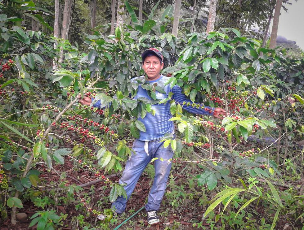 VRAEM: 730 hectáreas de coca fueron reconvertidas a café. (Minagri)