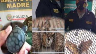 Policía rescata animales de la fauna y evita que sean vendidos en el mercado ilegal de 3 regiones