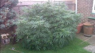 Inglaterra: Ancianos cuidaban una gran planta sin saber que era marihuana