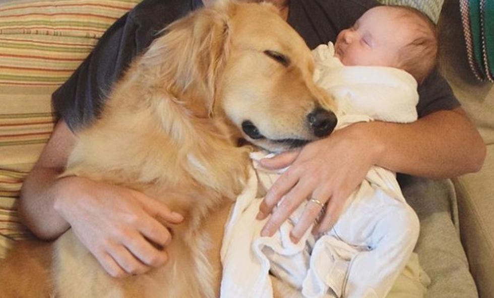 Cachorra da la bienvenida a su 'hermana' recién nacida y se roba el corazón de miles. (Instagram: @berkeleythegoldengirl)