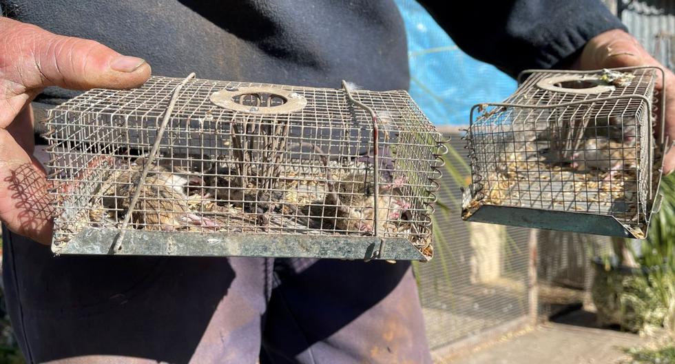 El granjero Norman Moeris se deshace de los ratones atrapados en trampas en su propiedad mientras partes de Nueva Gales del Sur experimentan una "plaga de ratones", en Gilgandra, Australia, el 30 de mayo de 2021. (REUTERS/Jill Gralow).
