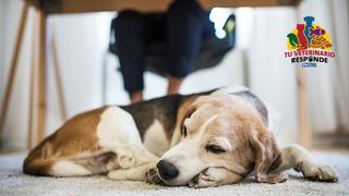 Tu veterinario responde: Los cuidados de mascotas de edad avanzada o geriátrica