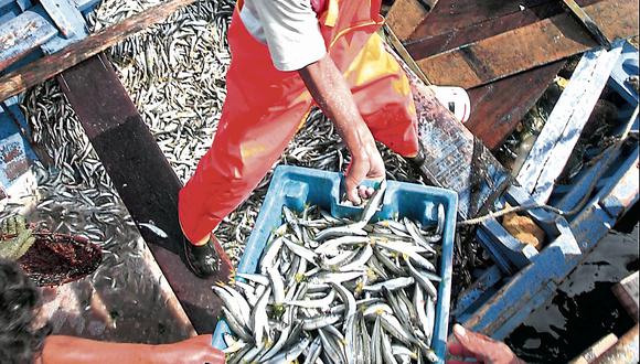 Sociedad Nacional de Pesquería: Prevén aumento en captura de anchoveta. (USI)