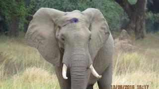 'Pretty Boy', el elefante que caminó durante semanaspara sobrevivir a un disparo en la cabeza