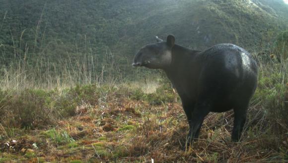 El registro del animal se logró gracias a las cámaras trampa en área de conservación de Pacaipampa. (Foto: Difusión)