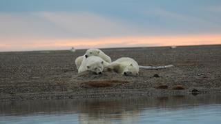 Trump da luz verde a perforaciones petroleras en santuario natural protegido en Alaska, hogar de osos polares 