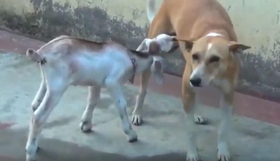 La perrita no muestra signos de incomodidad al alimentar a una pequeña cabra que se quedó huérfana. (YouTube: Vuzi)