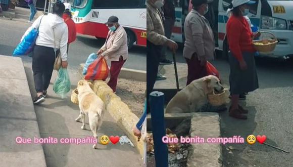 De acuerdo a la información obtenida por los usuarios, la mujer y sus perros viven en el distrito limeño de Carabayllo. (Foto: @valeriatn97.2/composición)