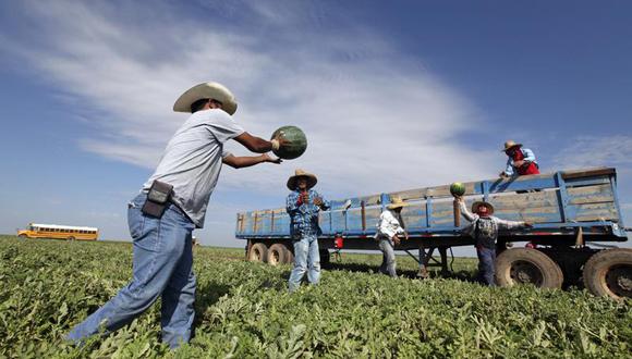 Trabajadores agrícolas latinos en un campo de sandías en Texas. Es uno de los oficios más demandados (Foto: AP)