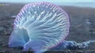 Alerta por presencia de medusas azules en las playas de Tumbes [VIDEO]