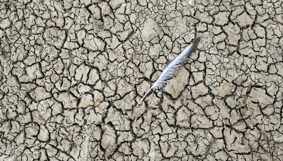 La pluma de un pájaro se representa en el suelo seco del lecho del río Rin, parcialmente seco, en Düsseldorf, Alemania occidental, el 25 de julio de 2022, mientras Europa experimenta una ola de calor. (Foto de Ina FASSBENDER / AFP)