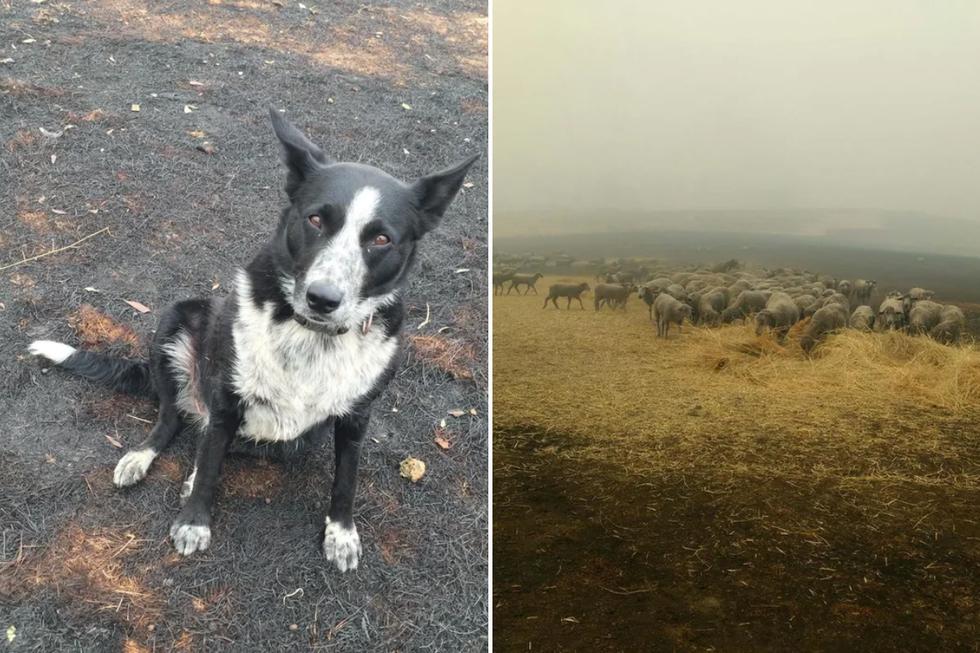 Una perrita de raza Border Collie se convirtió en protagonista de una increíble hazaña al salvar a un rebaño de ovejas de morir en los incendios forestales que arrasan Australia. (Foto: @patsythecorryongwonderdog en Instagram)