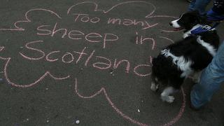 Referéndum en Escocia: Calles enmudecen tras rechazo a la independencia [Fotos]