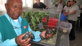 Ucayali: Fiscalía rescata 25 tortugas en peligro de extinción