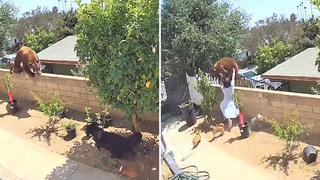 Video viral: Una mujer rescata a sus mascotas de las garras de un oso