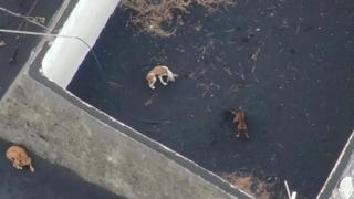 Drones alimentan a perros que quedaron atrapados en un jardín por lava del volcán de La Palma [VIDEO]