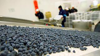 Perú podría convertirse en el primer exportador de arándanos en el 2021