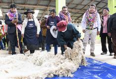 Puno: Inauguran centro de esquila para impulsar la producción de fibra de alpaca