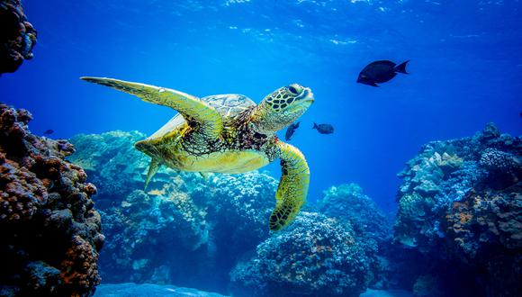 Encuentran decenas de tortugas con tumores por la contaminación del agua . (Foto: Shutterstock)