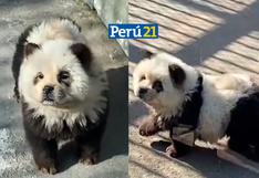 EL COLMO: Zoológico chino admite pintar perros Chow Chow para que parezcan pandas | VIDEO 