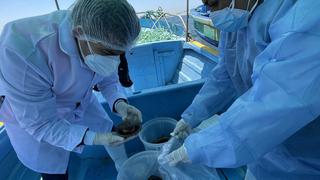 Sanipes potenciará exportación de conchas de abanico de más de 150 asociaciones maricultoras en Piura