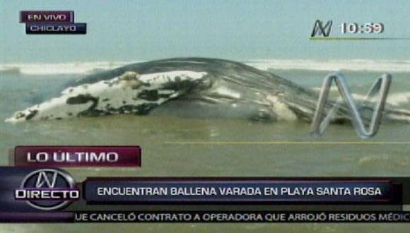 La ballena habría sido arrastrada al litoral por el fuerte oleaje. (Canal N)