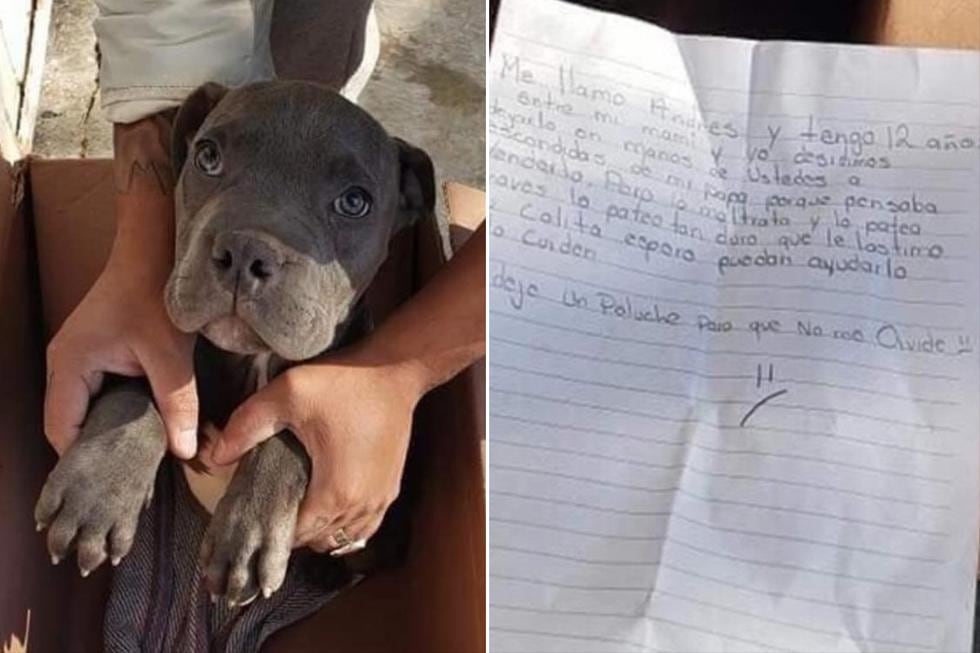 Con una emotiva carta, el niño de 12 años dio en adopción a su perro porque su padre lo maltrataba. (Facebook | Amigos de Lucho)