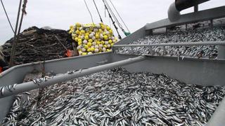 Se descargaron más de 917 mil toneladas de anchoveta entre el 18 de junio y el 26 de julio