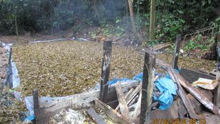Se erradican 1214 hectáreas de hoja de coca ilegal