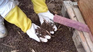 Lambayeque: Apicultores reportan muerte masiva de abejas en Virú