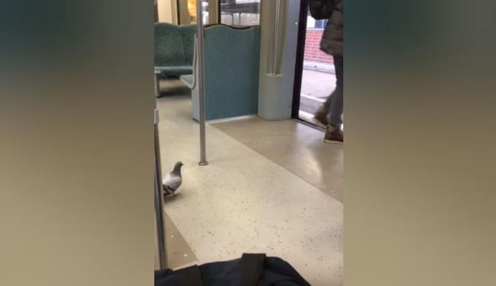 La paloma había ingresado al tren con mucha tranquilidad. (YouTube: ViralHog)