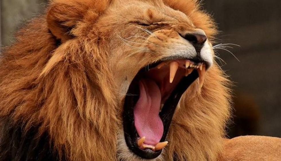 Al menos dos hombres ingresaron cazar leones clandestinamente en una reserva natural, pero fueron devorados por los felinos. (Foto: Pixabay)