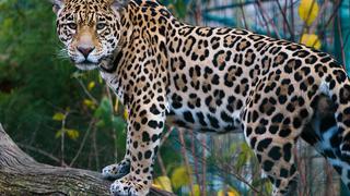 Colombia: son detenidos traficantes de jaguares y otros animales salvajes