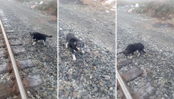 Un perro fue salvado de morir arrollado por un tren gracias a un maquinista de buen corazón. (Foto: Andres Fabricio Argandoña Tapia en Facebook)